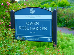 Owen Memorial Rose Garden in Eugene, Oregon