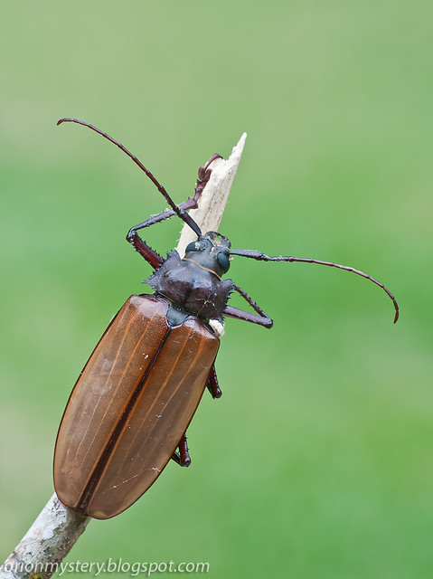 IMG_9651 copy Longhorn beetle, Remphan hopei