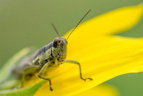 My Little Grasshopper Friend by KAM918