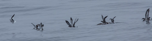 Sabine's Gull, Buller's Shearwater, Sooty Shearwater, Pink-footed Shearwater