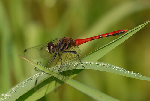 纖紅蜻蜓。(圖片來源：林試所)