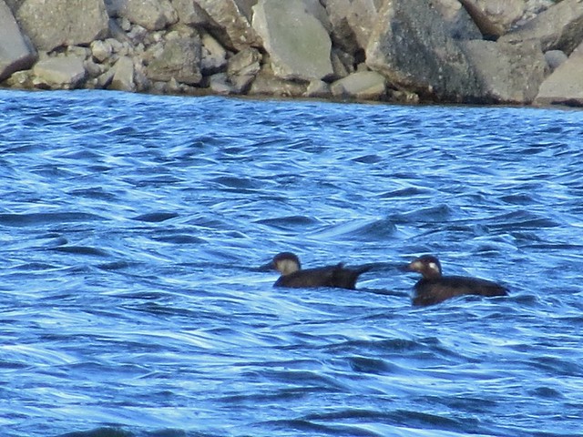 Black Scoter and White-winged Scoter at El Paso Sewage Treatment Center in Woodford County, IL