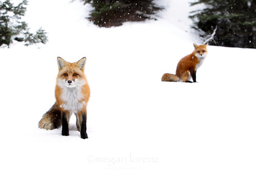 Fox Pair by Megan Lorenz