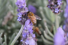 Bees N Flies Etc