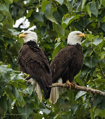 Kent (Riverbend) Eagles