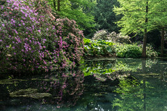 Bremen, Rhododendronpark