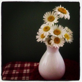 May 7 : something beginning with F -- (wild) Flowers I Found in the Fields  #fmsphotoaday #flowers