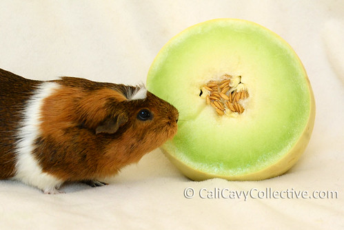Can guinea pigs eat honeydew melon? Truffle says yes!
