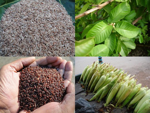 Validated and Promising Medicinal Rice Formulations for Diabetes (Madhumeha) and Cancer Complications and Revitalization of Kidney (TH Group-152) from Pankaj Oudhia’s Medicinal Plant Database by Pankaj Oudhia