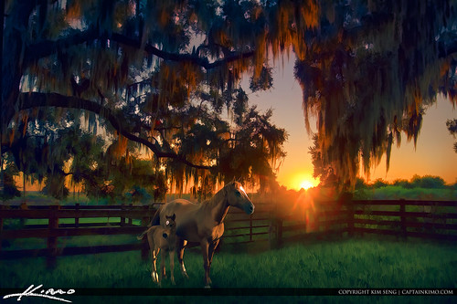 Horse and Baby Sunset Paynes Prairie Ranch by Captain Kimo