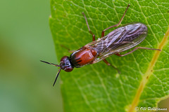 Diptera: Brachycera: Psilidae
