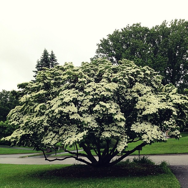 The dogwood at the end of our driveway... #beauty, #1000gifts