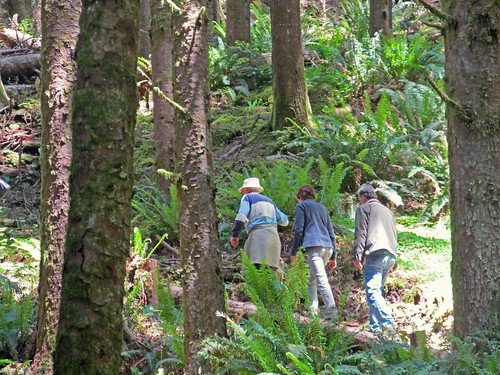 Visitors hike on the Siuslaw National Forest section of the Ya’Xaik Trail. U.S. Forest Service photo.