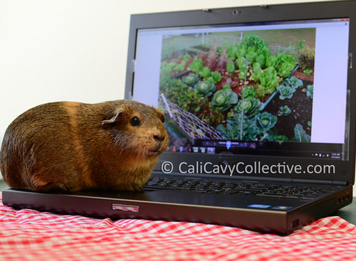 guinea pig link roundup Belka on laptop