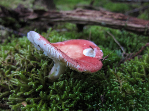 cute mushroom 3