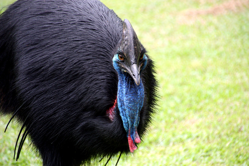 Close up with a Cassowary
