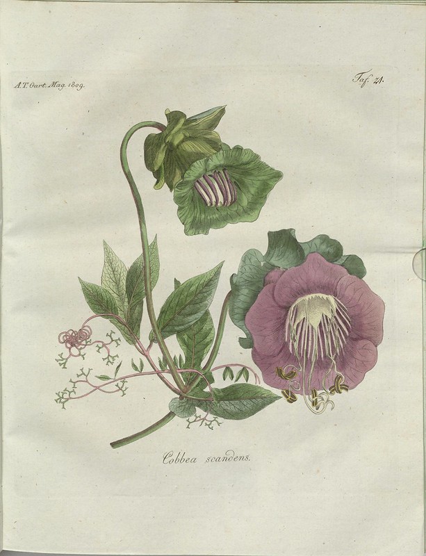 Cobbea scandens (hand-coloured botanical engraving courtesy kulturerbe niedersachsen)