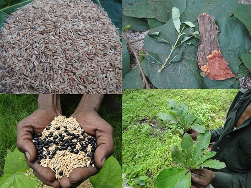Medicinal Rice Formulations for Pancreas Revitalization and Cancer and Diabetes Complications (TH Group-122) from Pankaj Oudhia’s Medicinal Plant Database by Pankaj Oudhia