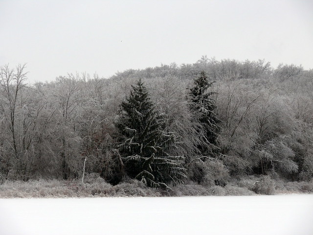 Pine trees along the northwest shore