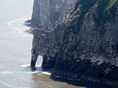 The birds of Bempton Cliffs Yorkshire