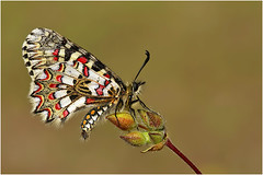 Butterflies of Spain 2013