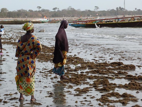 Women Tanji Fish Market (Gambia)