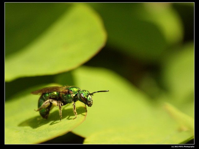 Resting Green Bee
