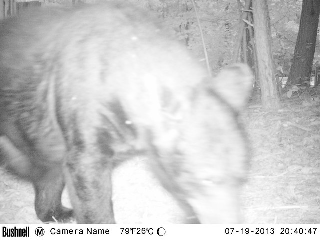 The red camera flash caught this bear's attention