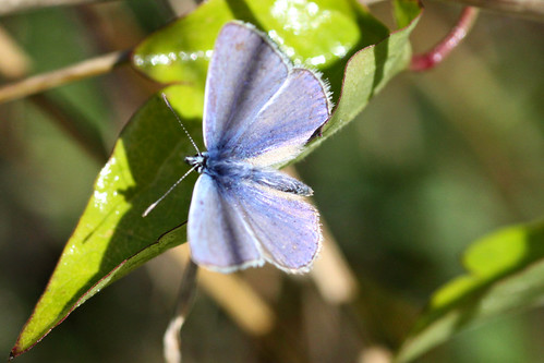Common Blue  Polyommatus icarus