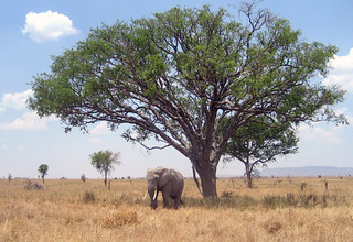 Elefant (Serengeti)