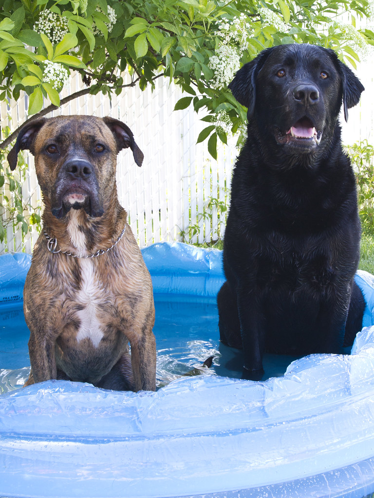 Perfect Puppies in the Pool