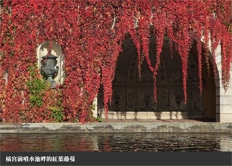 橘宮前噴水池畔的紅葉藤蔓