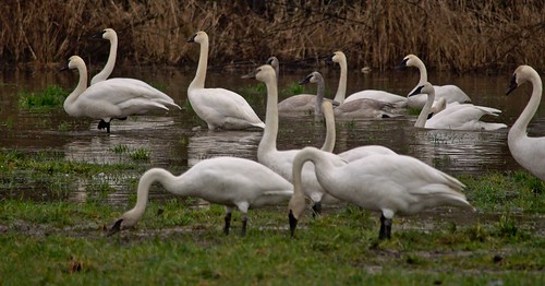A Group of Trumpeter Swans