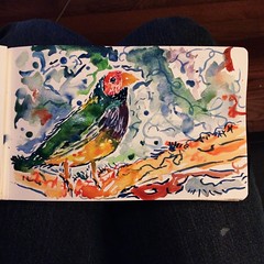 Watercolor, Finch 7/7
