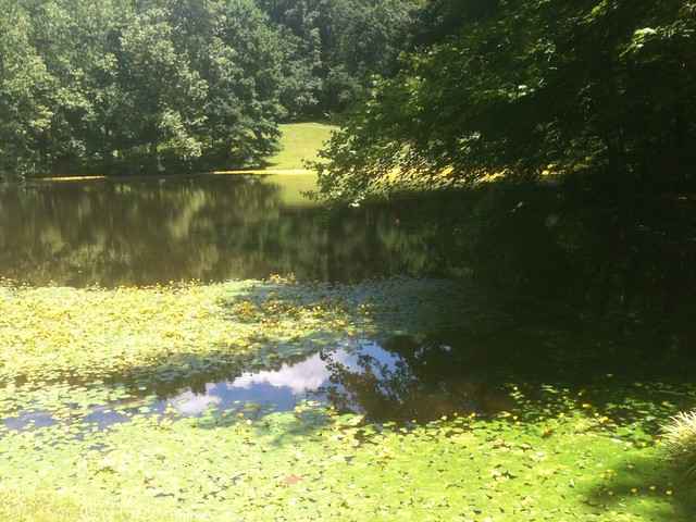 Pond at Muddy Branch