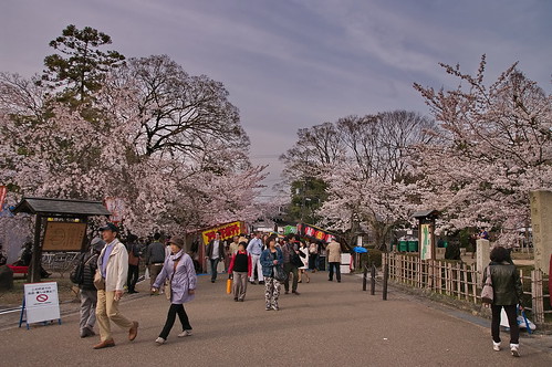 【写真】桜 : 円山公園（２）
