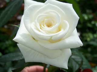 Новый сорт  розы  — «Михаил Лермонтов». Голландская компания «Terra Nigra»