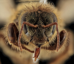Apis mellifera, Queen, face, MD, Talbot County_2013-09-30-17.40.47 ZS PMax