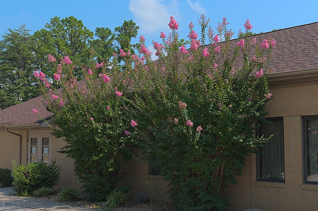 Saint Anthony Roman Catholic Church, in Glennon, Missouri, USA - flowering bush outside of parish hall