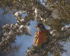 Flock of Robins in the Winter of 2014