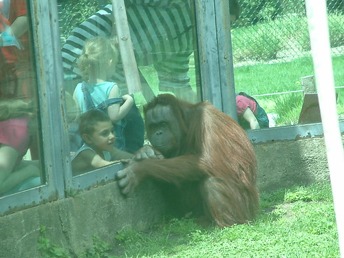 Toledo Zoo, May 2013. by Sunshine Gorilla