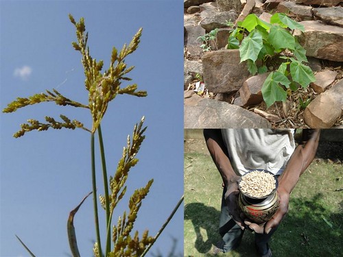 Medicinal Rice Formulations for Diabetes Complications and Heart Diseases (TH Group-42) from Pankaj Oudhia’s Medicinal Plant Database by Pankaj Oudhia