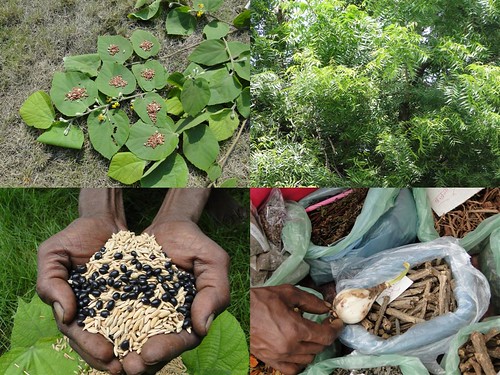 Medicinal Rice Formulations for Diabetes Complications, Heart and Kidney Diseases (TH Group-88) from Pankaj Oudhia’s Medicinal Plant Database by Pankaj Oudhia