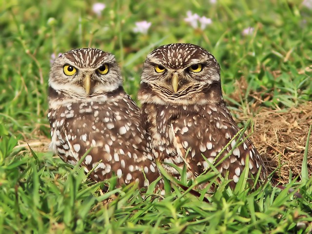 Burrowing Owls 04-20131114