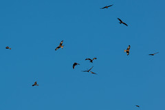 Gigryn Farm Red Kites
