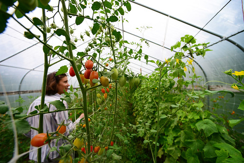 Taylor Dale picks fresh cherry tomatoes grown in a hoop house to sell in the local farmer’s market in Santa Fe, N.M. USDA photo.