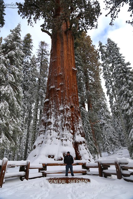The Biggest Tree in the World