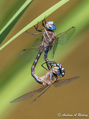 dragonflies: darners