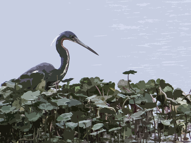 Tricolored Heron filter