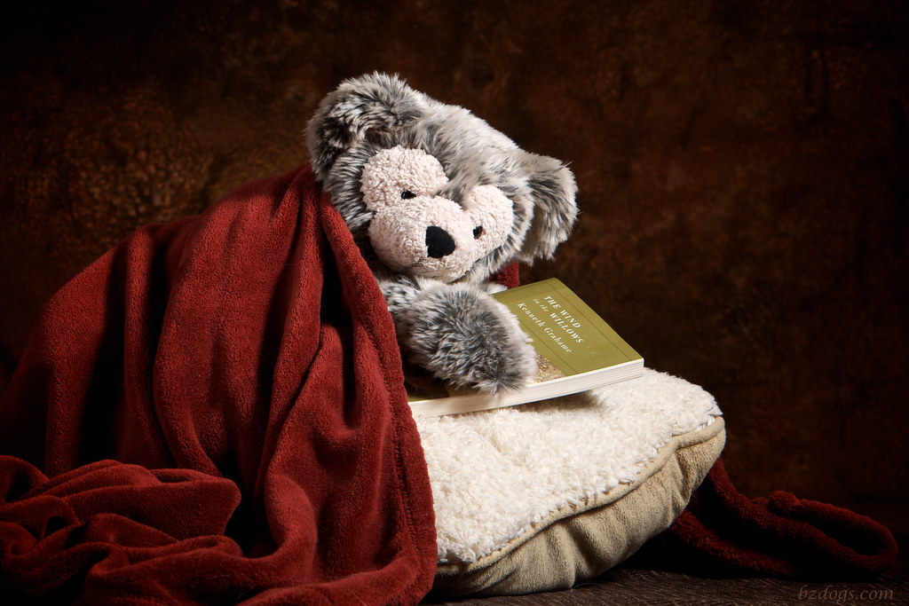 Bear and a Book